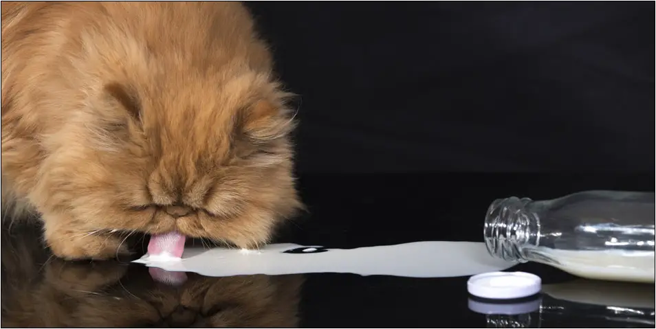 Apakah kucing persia boleh minum susu Dancow? • Goldenmaze