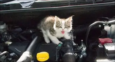 Cara mengusir kucing di atas mobil