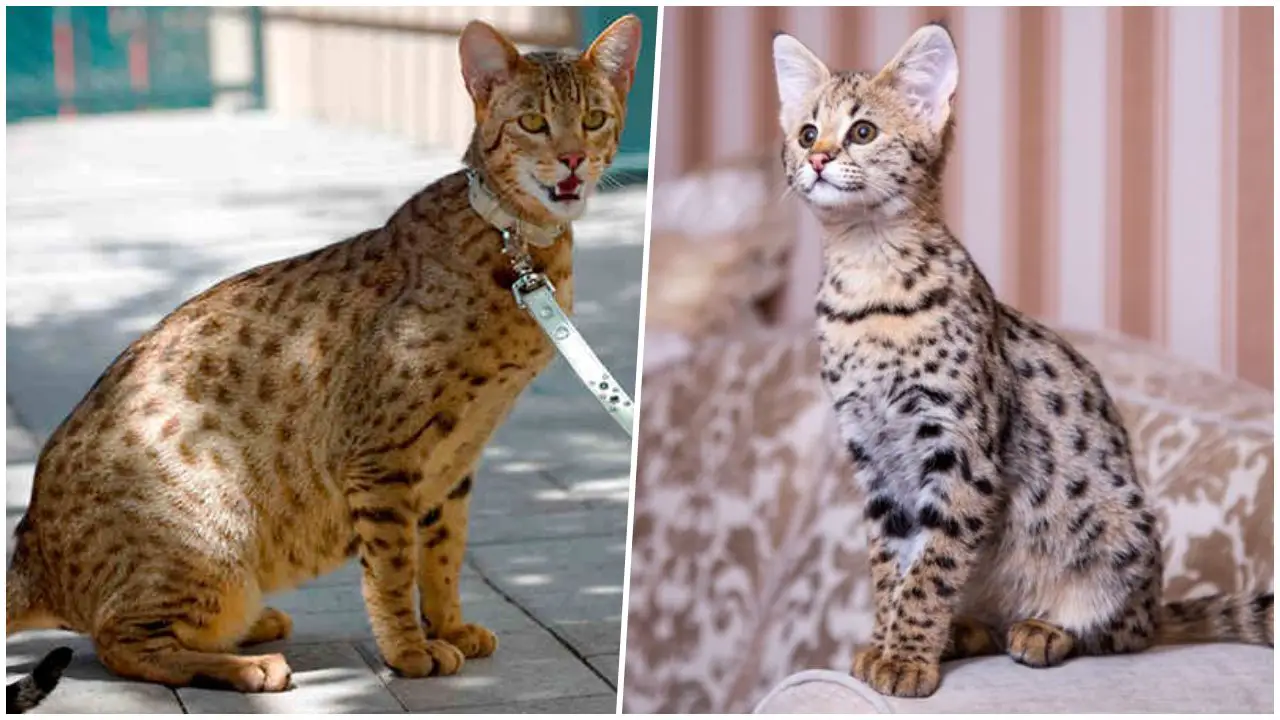 10 Perbedaan Kucing Ashera dan Savannah: Kucing Eksotis Mana Favoritmu? •  Goldenmaze
